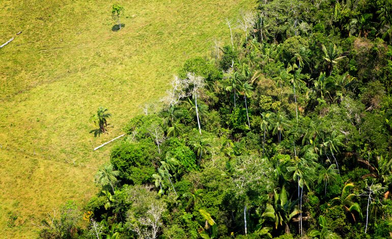 Più di 100 associazioni lanciano la campagna internazionale #Together4Forests