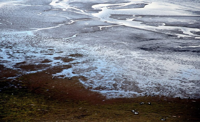 Dall’Artico all’Australia, la Natura che scompare