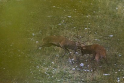 Due maestosi esemplari di cervo nobile si sfidano durante la stagione degli amori © Umberto Esposito _ Wildlife Adventures