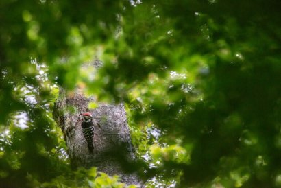 Esemplare del raro picchio Dorso bianco all'interno di una foresta vetusta © Umberto Esposito _ Wildlife Adventures