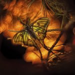 La farfalla luna vince il Biophoto Contest 2020