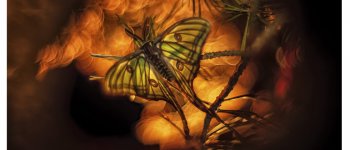 La farfalla luna vince il Biophoto Contest 2020