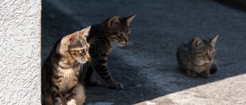 Settanta gatti in cerca di famiglie adottive
