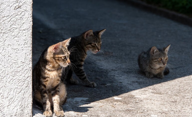 Settanta gatti in cerca di famiglie adottive