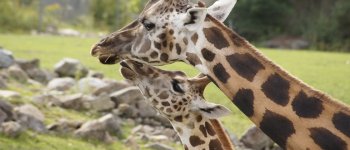 La “silenziosa” estinzione delle giraffe