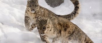 L’incredibile storia vera del leopardo congelato di Hemingway