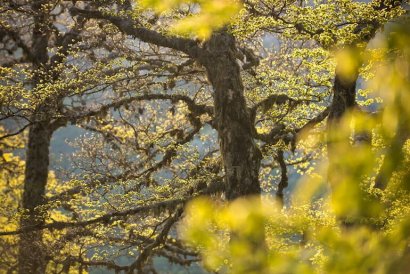 Lichene Barba di Bosco nella Foresta vetusta di Val Cervara © Umberto Esposito _ Wildlife Adventures