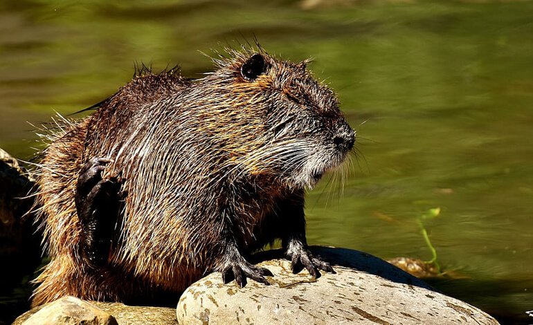 Le specie alloctone e i rischi di malattie infettive