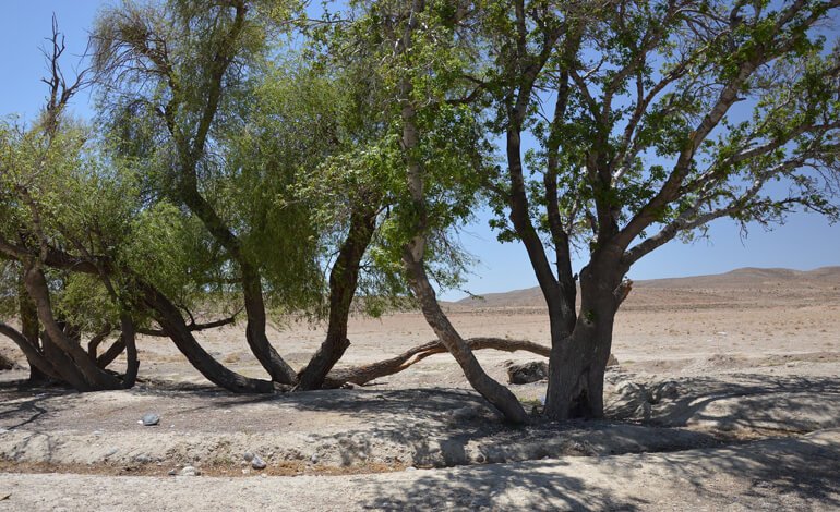 L’uomo distrugge, la Natura ripara!