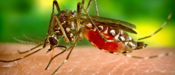 La febbre Dengue e le zanzare tigre agevolate dal cambiamento climatico?