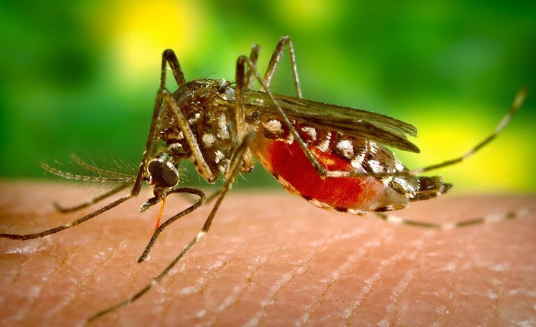 La febbre Dengue e le zanzare tigre agevolate dal cambiamento climatico?