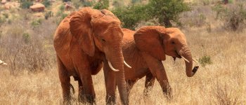 L’importante ruolo dei nonni elefanti