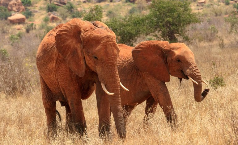 L’importante ruolo dei nonni elefanti