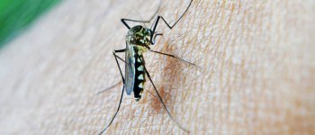 Una task force di cittadini contro le zanzare più pericolose