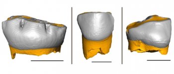 Tre denti da latte rivoluzionano le conoscenze sui Neandertal