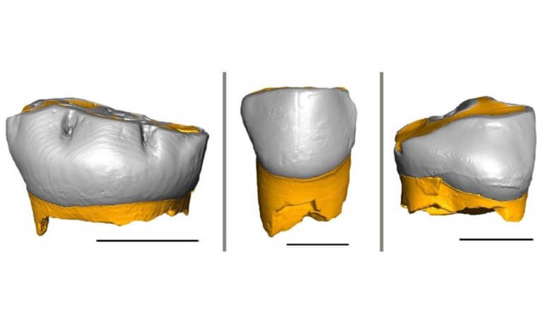 Tre denti da latte rivoluzionano le conoscenze sui Neandertal