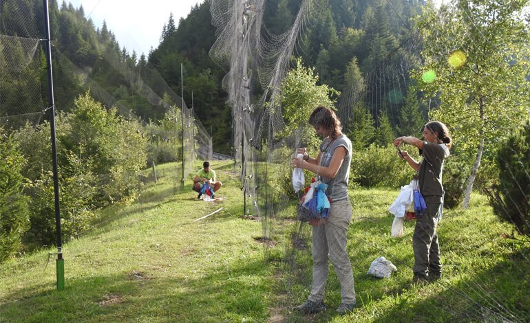 Inanellati in Trentino 11.000 uccelli di 62 specie diverse
