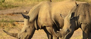 Rinoceronti e bufaghe alleati contro i bracconieri