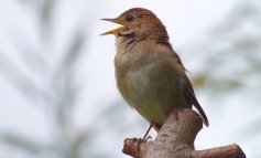 La convergenza evolutiva tra la voce degli uccelli e quella umana