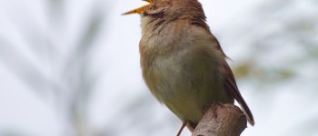 La convergenza evolutiva tra la voce degli uccelli e quella umana