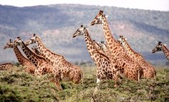 Una grande famiglia: la socialità delle giraffe 