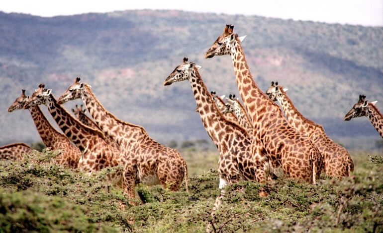 Una grande famiglia: la socialità delle giraffe 