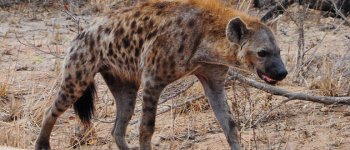 La iena maculata: regina indiscussa della savana