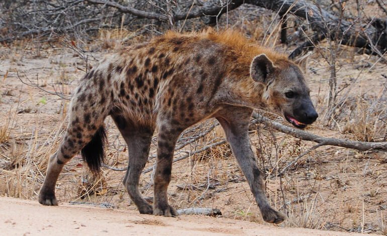 La iena maculata: regina indiscussa della savana