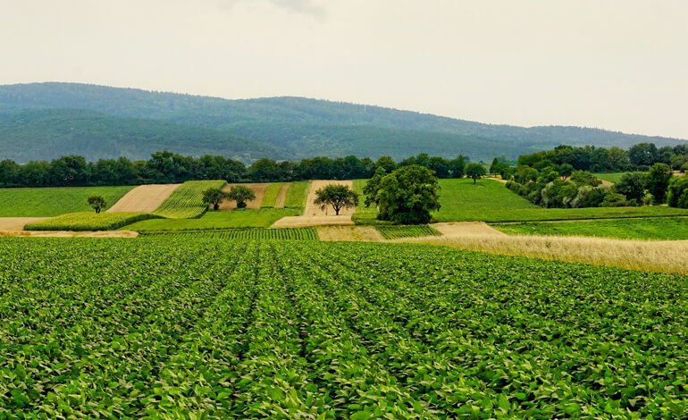 Satelliti e blockchain per l’agricoltura sostenibile “di precisione”
