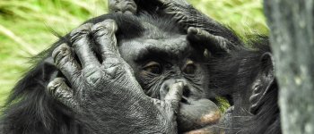 Bonobo, sesso e socialità