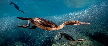 La caccia subacquea del cormorano