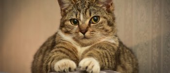 Cosa fare se il gatto graffia il divano o altri mobili di casa?