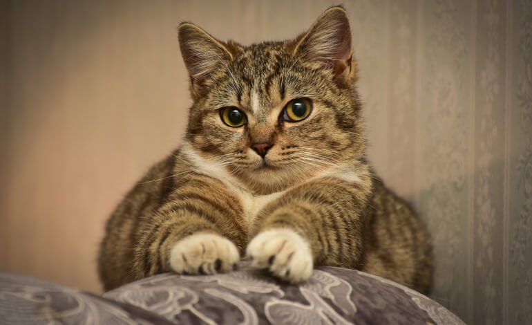 Cosa fare se il gatto graffia il divano o altri mobili di casa?