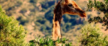 L'estinzione silenziosa delle giraffe