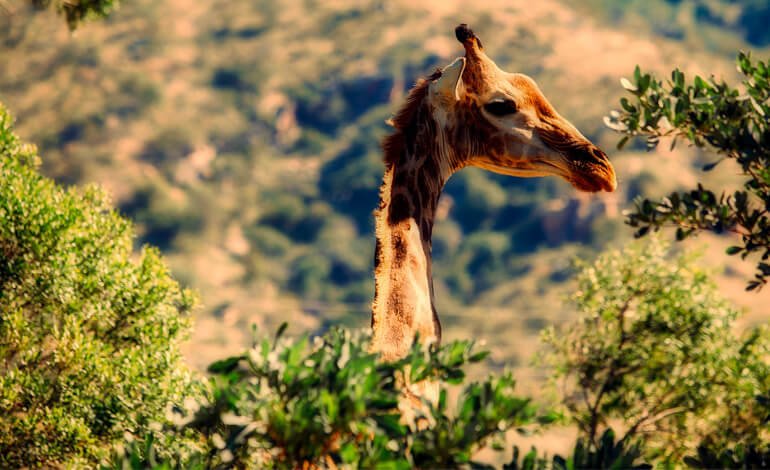 L'estinzione silenziosa delle giraffe