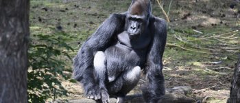 Chi minaccia i gorilla?