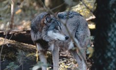 Il lupo nel Parco del Ticino e in Italia