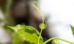 La musica fa bene alla piante