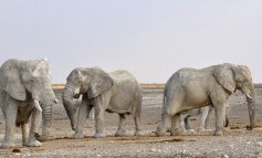 La Namibia vende all'estero 170 elefanti