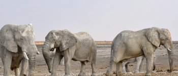 La Namibia vende all'estero 170 elefanti