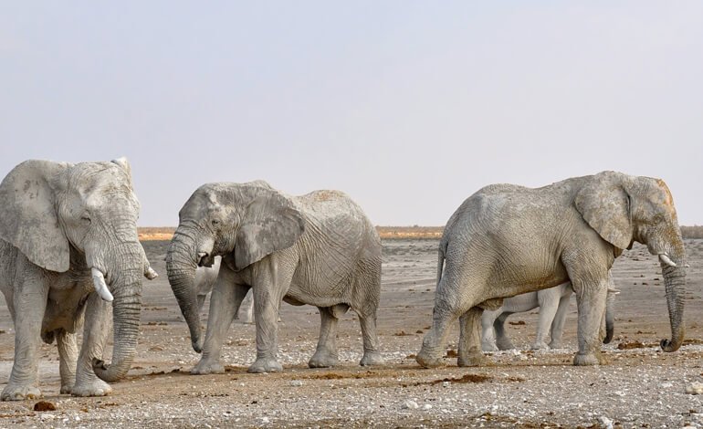 La Namibia vende all’estero 170 elefanti