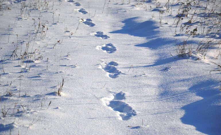 Come riconoscere le impronte del cinghiale e altri animali sulla neve