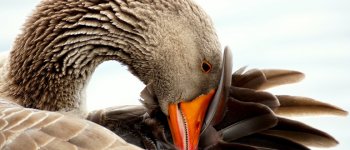 Contro l’aviaria, la Francia ha deciso di abbattere 600mila anatre da foie gras