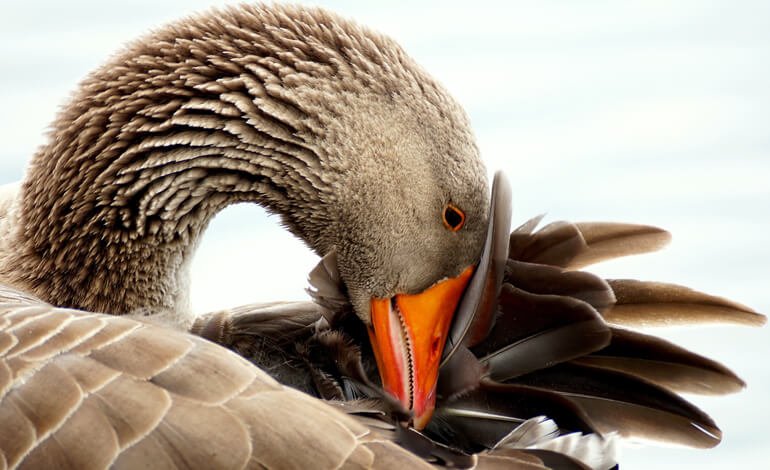 Contro l’aviaria, la Francia ha deciso di abbattere 600mila anatre da foie gras