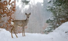 Le impronte del capriolo e del cervo sulla neve: le differenze