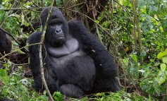 Uccisi sei ranger che proteggono i gorilla