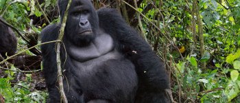 Uccisi sei ranger che proteggono i gorilla