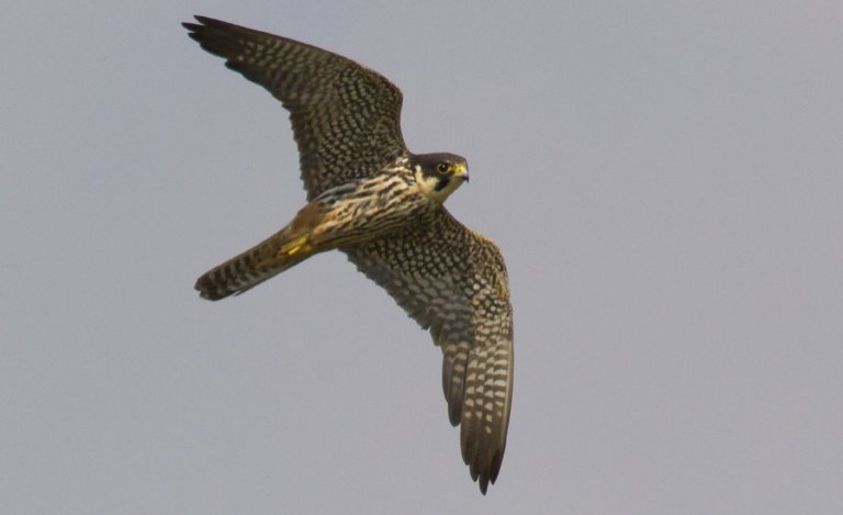 Lodolaio, il piccolo falco dai calzoni rossi