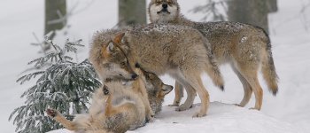 Le impronte del lupo e della volpe: la differenza