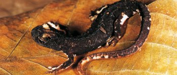 Salamandrina dagli occhiali, singolare vertebrato italiano